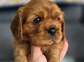 Beautiful Cavalier King Charles Spaniel