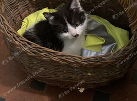 Beautiful black and white kittens