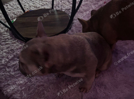 Pepper