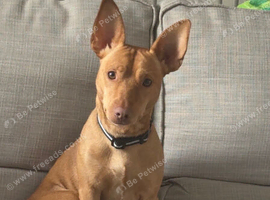 22 month old Podenco male