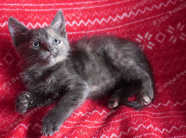 Kittens near Canterbury, Kent - Grey Ginger Boys Girls