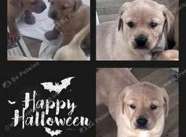 Labrador puppies kc registered