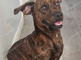 Dave dog