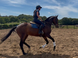 Classy Allrounder - Fun And Reliable Type