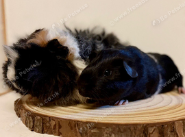 4 pairs of boys and 2 pairs of girls needing a home
