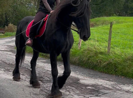 For sale beautiful Frisian mare