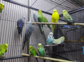 Absolutely stunning baby budgies