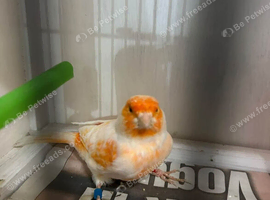 3 x canaries and cage