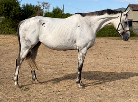 Full up 16.1 grey thoroughbred mare