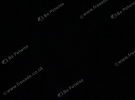 Looking for a PATTERDALE TERRIER