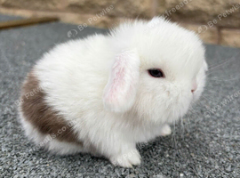 Miniature lop babies true to type
