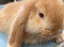 French Lop for sale in London