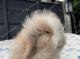 Stunning Ginger & White Lion Lop Boy