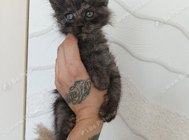 Mainecoon kittens