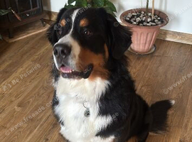 Big chunky PROVEN Bernese for stud duties