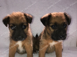 Lakeland puppies
