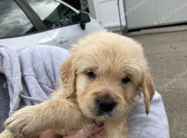 Golden Retriever puppies