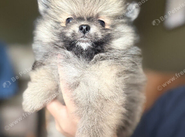 Pomeranian puppy's