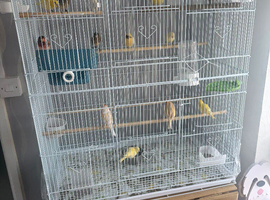 Canaries and cage