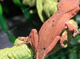 One cute crested gecko for sale