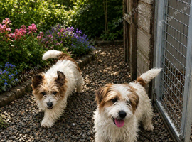 Two 6 month JRT males