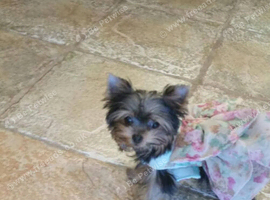 Yorkshire terrier Girl (Mia)
