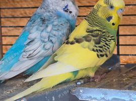 2 breeding pairs of budgies