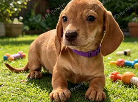 RKC Reg Dachshund puppies
