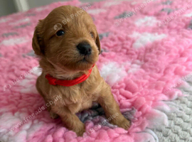 F1Bb miniature labradoodles