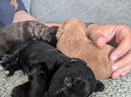 Cavapoo x maltipoo puppies
