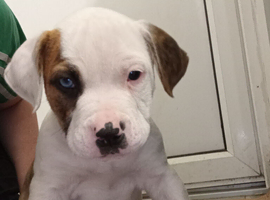 American bulldog puppies
