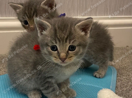 Ragcoon kittens