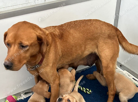 Quality Fox Red Labrador KC reg