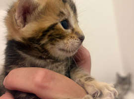 ️ 1 beautiful boy left ️4 beautiful part bengal kittens