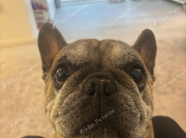 Dog for re home