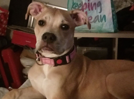 Staffordshire bull terrier cross bull mastiff