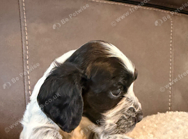 Kc registered show cocker spaniels, blue roan girl still available