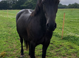 Project/broodmare