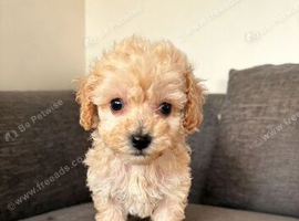 Miniature F1b Cockapoo Puppies - Apricot & White