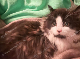 Main coon cross kittens tabby and black