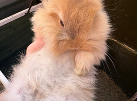 Baby bunnies