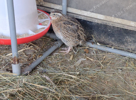 4 weeks old Japanese Coyturnix Quail