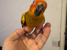 Selling baby handreared sun conures