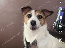 2 boys ready for loving homes