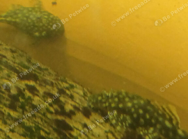 Baby bristlenose plecs