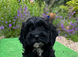 Cavapoo puppy - health tested and ready to leave