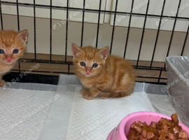 10 week old kitten, Female. She is litter trained, weaned flead and wormed - Carlisle CA27AS