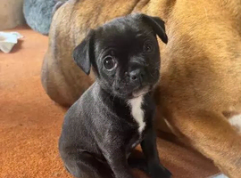 1 chihuahua Pup for sale - Girl