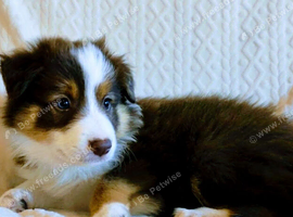 Border Collie Puppies ready now. Red Tri and Black Tri.