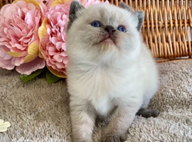 ABSOULETLY BEAUTIFUL PURE BRED BSH KITTENS